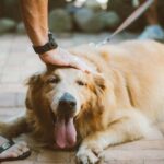 Guía para comprender el comportamiento del perro