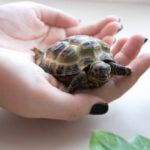 Cómo criar y cuidar tortugas en casa: todo lo que debes saber