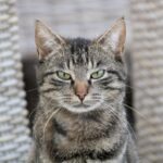 Las habilidades y las capacidades más increíbles y asombrosas del mundo animal