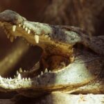 Los animales más amenazados por el cambio climático: ¿qué podemos hacer para salvarlos?