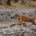 Cómo encontrar a tu compañero ideal: consejos para elegir la mascota perfecta