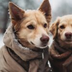 Las mejores actividades y juegos para hacer con tu mascota: diversión y beneficios para ambos