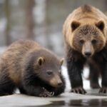 Guía Práctica: El Cuidado de las Garras de tu Compañero Fiel