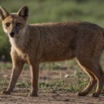 Las mejores actividades y juegos para hacer con tu mascota: diversión y beneficios para ambos