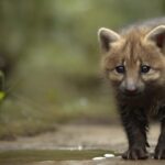 Cómo encontrar al veterinario ideal para tu mascota: consejos y recomendaciones