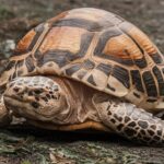 Héroes de cuatro patas: relatos de caninos intrépidos