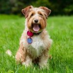 Prevención y salud en veterinaria: claves en vacunación