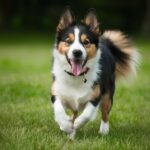 Innovación veterinaria: transformando el cuidado de nuestras mascotas