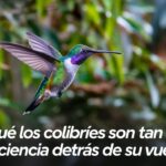 Cómo crear un ambiente enriquecido para tu gato: juguetes y estímulos