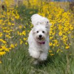 Alquilar con mascota: Qué debes saber