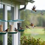 Diseño de acuarios naturales: equilibrio y armonía en tu hogar