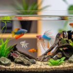 Manejo: cómo manipular a un reptil de forma segura