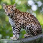 Salud: problemas de plumaje en aves