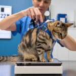 Mascotas y ancianos: los beneficios de tener una mascota en la vejez y cómo mejoran la calidad de vida