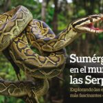 Cómo garantizar el bienestar de tu conejo: alimentación y cuidados esenciales