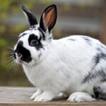 Mascotas fascinantes: serpientes no venenosas y sus opciones ideales