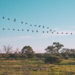 Conejos y el vínculo con otros animales en casa: creando una armonía entre especies