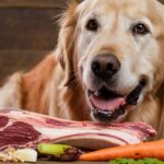 Innovación en adopciones: cómo los refugios de animales están revolucionando el proceso