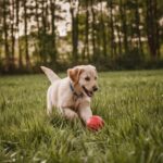 Gatos en espacios pequeños: tips para hacerlos felices