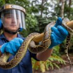 El cuidado de los cascos: salud y mantenimiento para un rendimiento óptimo
