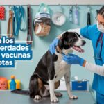 Cómo crear un espacio amigable para gatos en tu hogar: Consejos prácticos y sencillos