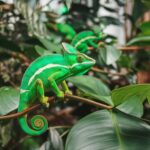 Rutinas de ejercicio para mantener a tus mascotas saludables