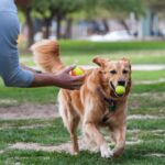 Mascotas y alergias: convivir sin problemas y disfrutar de la compañía