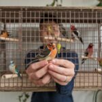 Gatos al aire libre vs. indoor: pros y contras