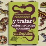 Guía completa para identificar y tratar problemas de salud comunes en conejos