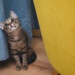 Cómo enseñar a los niños sobre el cuidado responsable de mascotas