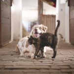 Fascinantes animales extintos que deberías conocer: un viaje al pasado