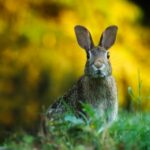 Técnicas efectivas para identificar reptiles venenosos y no venenosos