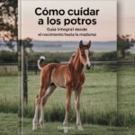 Cuidando la salud de tu mascota: cómo detectar y tratar problemas de piel en mascotas