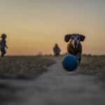 Construye fácilmente un rascador casero para gatos